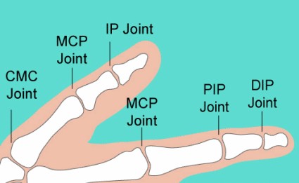 Where are the CMC and MCP Joints?